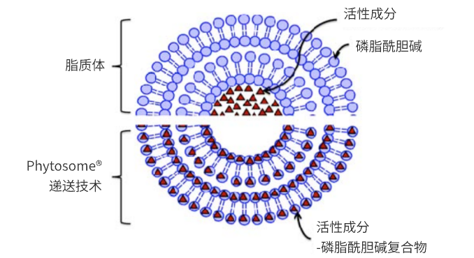 GRANVER吉清肺：守护呼吸健康，抵御慢阻肺侵袭